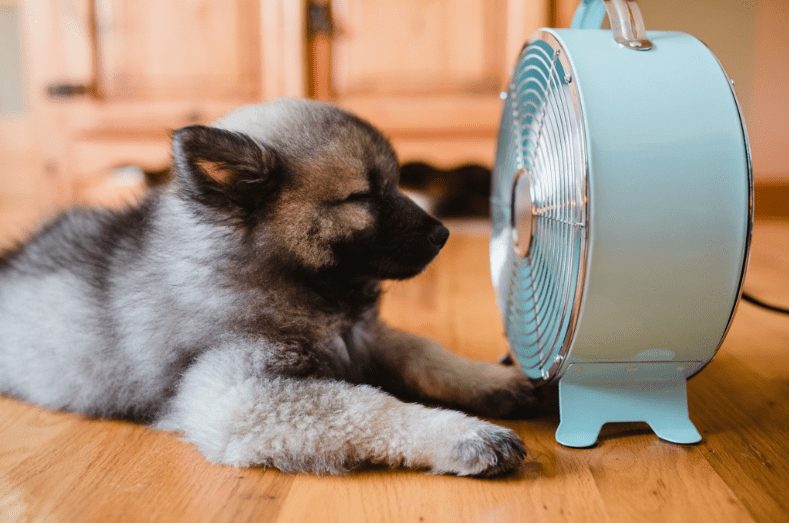 dog-in-front-of-fan